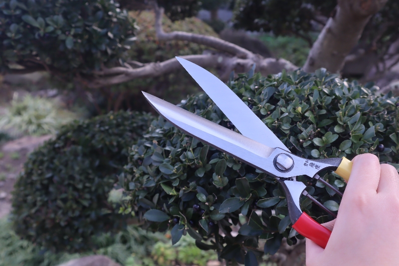 tobisho Cesoie giapponesi da siepe a una mano